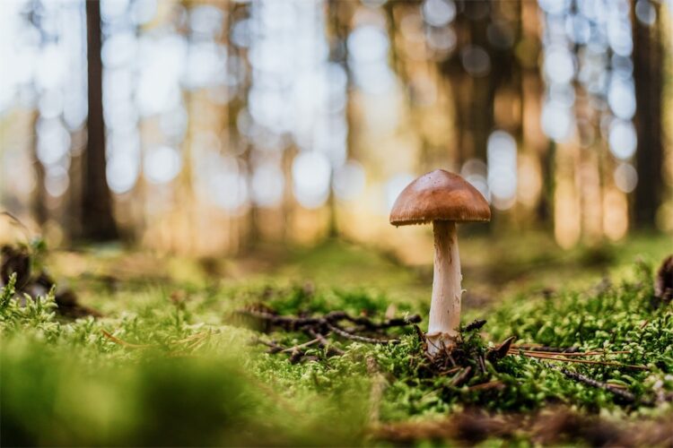 Black Forest, Germany: Mushroom Foraging in Autumn - Miss Travelesque