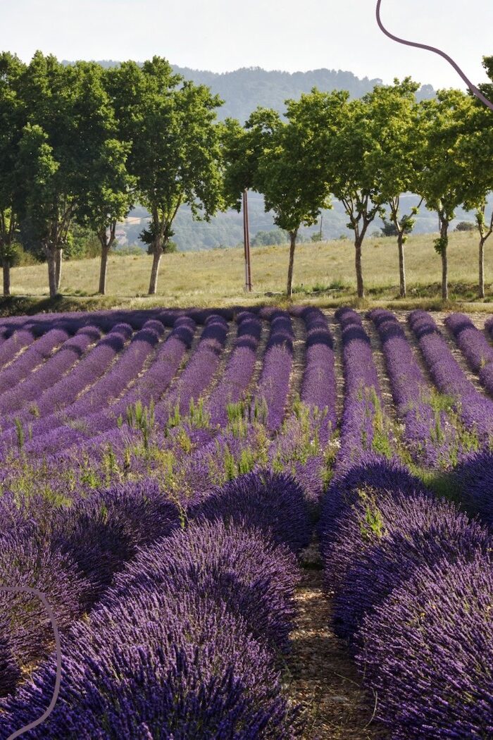 Savoring Simplicity in Violès: A Delightful Ecotourism Haven in Provence