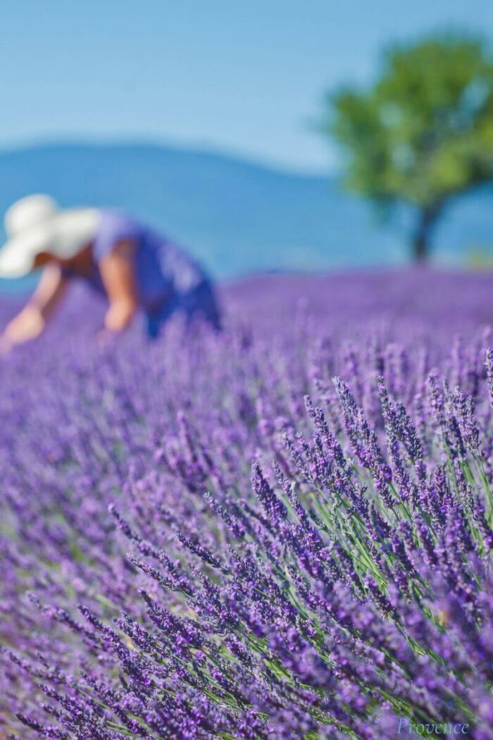 Unveiling the Charms of Violès: Where Time Tiptoes through Lavender Fields